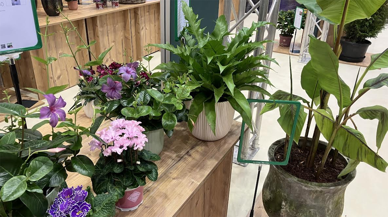 IPM new plants